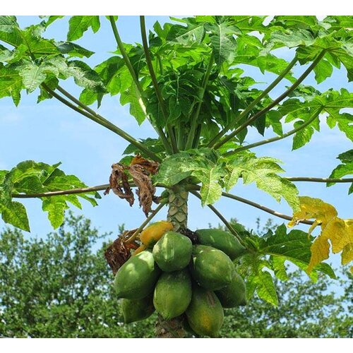 Eetbare tuin-edible garden Carica Papaya - Papaja