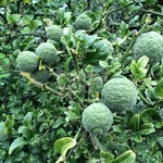 Bomen-trees Poncirus trifoliata - Citrus trifoliata - Wild lemon