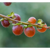 Eetbare tuin-edible garden Diospyros lotus - Lotus tree