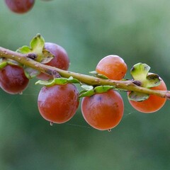 Eetbare tuin-edible garden Diospyros lotus - Lotusboom