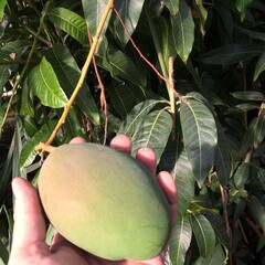 Eetbare tuin-edible garden Mangifera indica