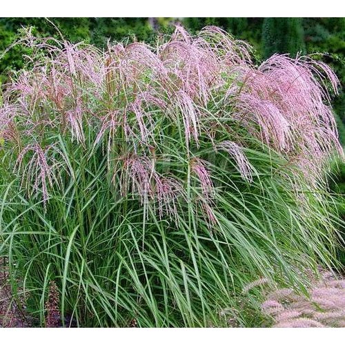 Siergrassen - Ornamental Grasses Miscanthus sinensis Flamingo