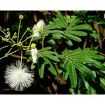 Bloemen-flowers Calliandra portoricensis