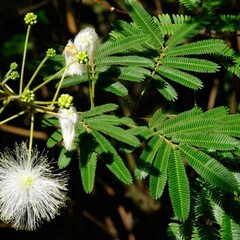 Bloemen-flowers Calliandra portoricensis