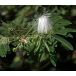 Bloemen-flowers Calliandra portoricensis