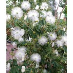 Bloemen-flowers Calliandra portoricensis