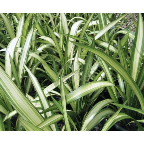 Blad-leaf Phormium tenax - Lin de Nouvelle Zélande - Harakeke