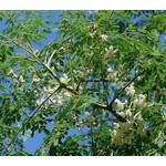 Eetbare tuin-edible garden Moringa oleifera - Ben ailée