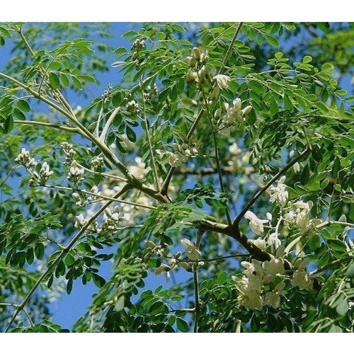 Eetbare tuin-edible garden Moringa oleifera - Ben ailée
