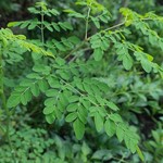 Eetbare tuin-edible garden Moringa oleifera - Ben ailée