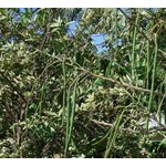 Eetbare tuin-edible garden Moringa oleifera - Ben ailée