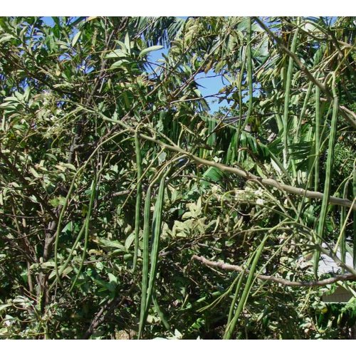 Eetbare tuin-edible garden Moringa oleifera - Wonderboom