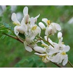 Eetbare tuin-edible garden Moringa oleifera - Ben ailée