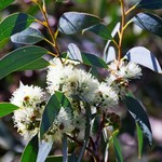 Bomen-trees Eucalyptus globulus - Blauwe gomboom