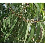 Bomen-trees Eucalyptus globulus - Gommier bleu