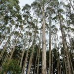 Bomen-trees Eucalyptus globulus - Blauwe gomboom
