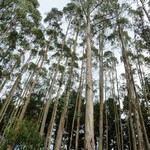 Bomen-trees Eucalyptus globulus - Blue gom tree