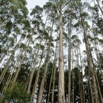 Bomen-trees Eucalyptus globulus - Gommier bleu