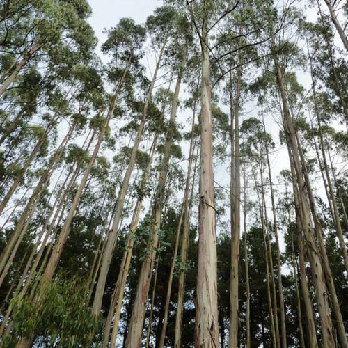 Bomen-trees Eucalyptus globulus - Gommier bleu