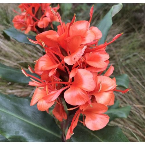 Bloemen-flowers Hedychium rubrum - Gember