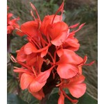Bloemen-flowers Hedychium rubrum - Gember