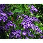 Bloemen-flowers Duranta repens Geisha Girl - Golden dewdrop