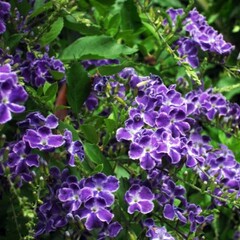 Bloemen-flowers Duranta repens Geisha Girl - Gouden dauwdruppel