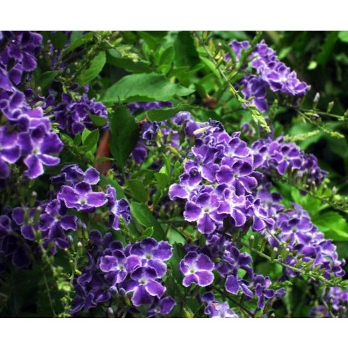 Bloemen-flowers Duranta repens Geisha Girl - Golden dewdrop