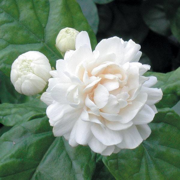 Jasminum Sambac Grand Duke Of Tuscany Palma Verde Exoten Jasminum Sambac Grand Duke Of Tuscany Palma Verde Exoten