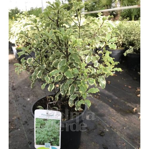 Bloemen-flowers Pittosporum tenuifolium Silver Queen