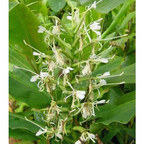 Bloemen-flowers Hedychium forrestii - Gember