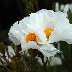 Bloemen-flowers Romneya coulteri - Pavot en arbre