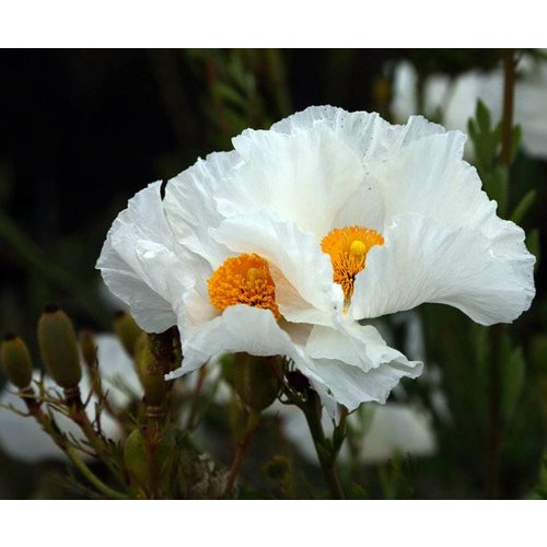 Bloemen-flowers Romneya coulteri - Spiegelei