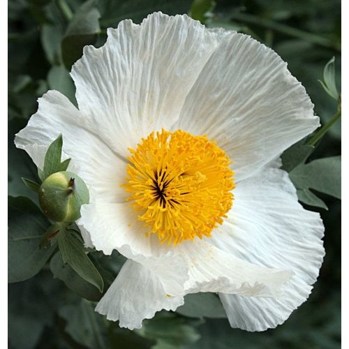 Bloemen-flowers Romneya coulteri - Fried egg