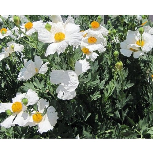 Bloemen-flowers Romneya coulteri - Spiegelei