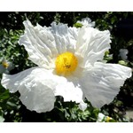 Bloemen-flowers Romneya coulteri - Spiegelei