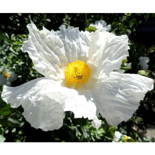 Bloemen-flowers Romneya coulteri - Fried egg