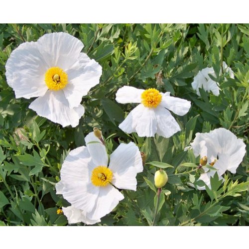 Bloemen-flowers Romneya coulteri - Fried egg