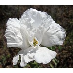 Bloemen-flowers Romneya coulteri - Fried egg