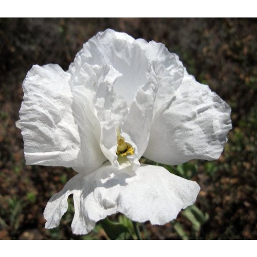 Bloemen-flowers Romneya coulteri - Fried egg