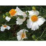 Bloemen-flowers Romneya coulteri - Spiegelei