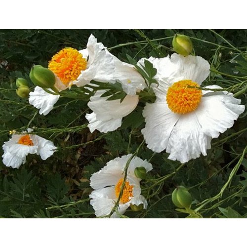 Bloemen-flowers Romneya coulteri - Fried egg