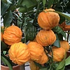 Eetbare tuin-edible garden Citrus aurantium Corrugato - Bitter sinaasappel