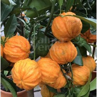 Eetbare tuin-edible garden Citrus aurantium Corrugato - Orange amère Corrugato