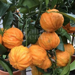 Eetbare tuin-edible garden Citrus aurantium Corrugato - Bitter orange