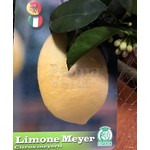 Eetbare tuin-edible garden Citrus limonum -  Citronnier - Citron
