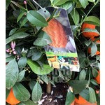 Eetbare tuin-edible garden Citrus limon Rosso - Citron rouge