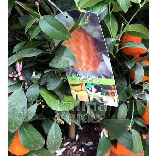 Eetbare tuin-edible garden Citrus limon Rosso - Citron rouge