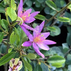 Bloemen-flowers Grewia occidentalis - Lavender Star - Crossberry