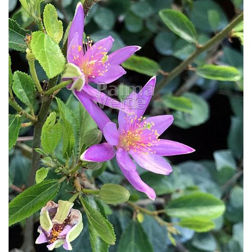 Bloemen-flowers Grewia occidentalis - Lavender Star - Crossberry